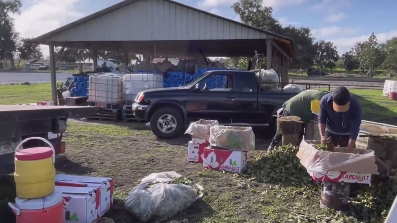 Temor a redadas de ICE provoca crisis de mano de obra en campos agrícolas
