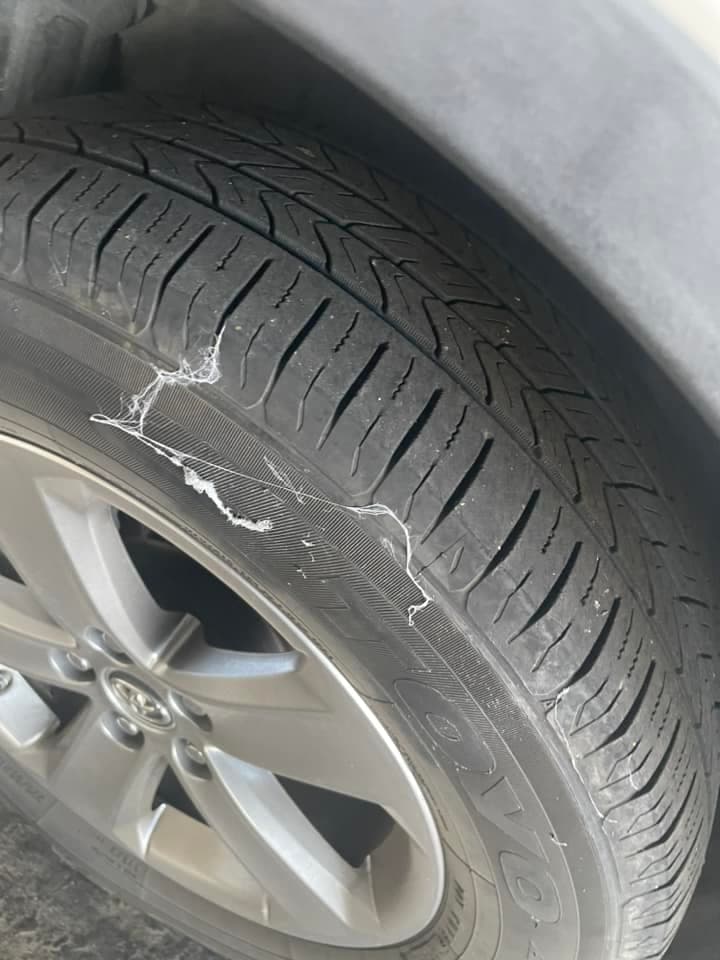 Las crías de araña tejen estos hilos que son arrastrados por el viento hacia nuevos hábitats.