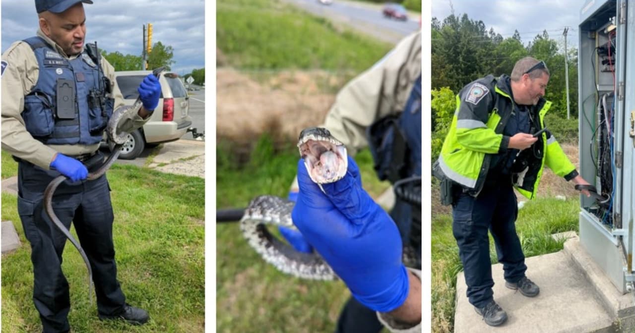 Una serpiente provoca falla en el semáforo de un cruce en el condado de Prince William