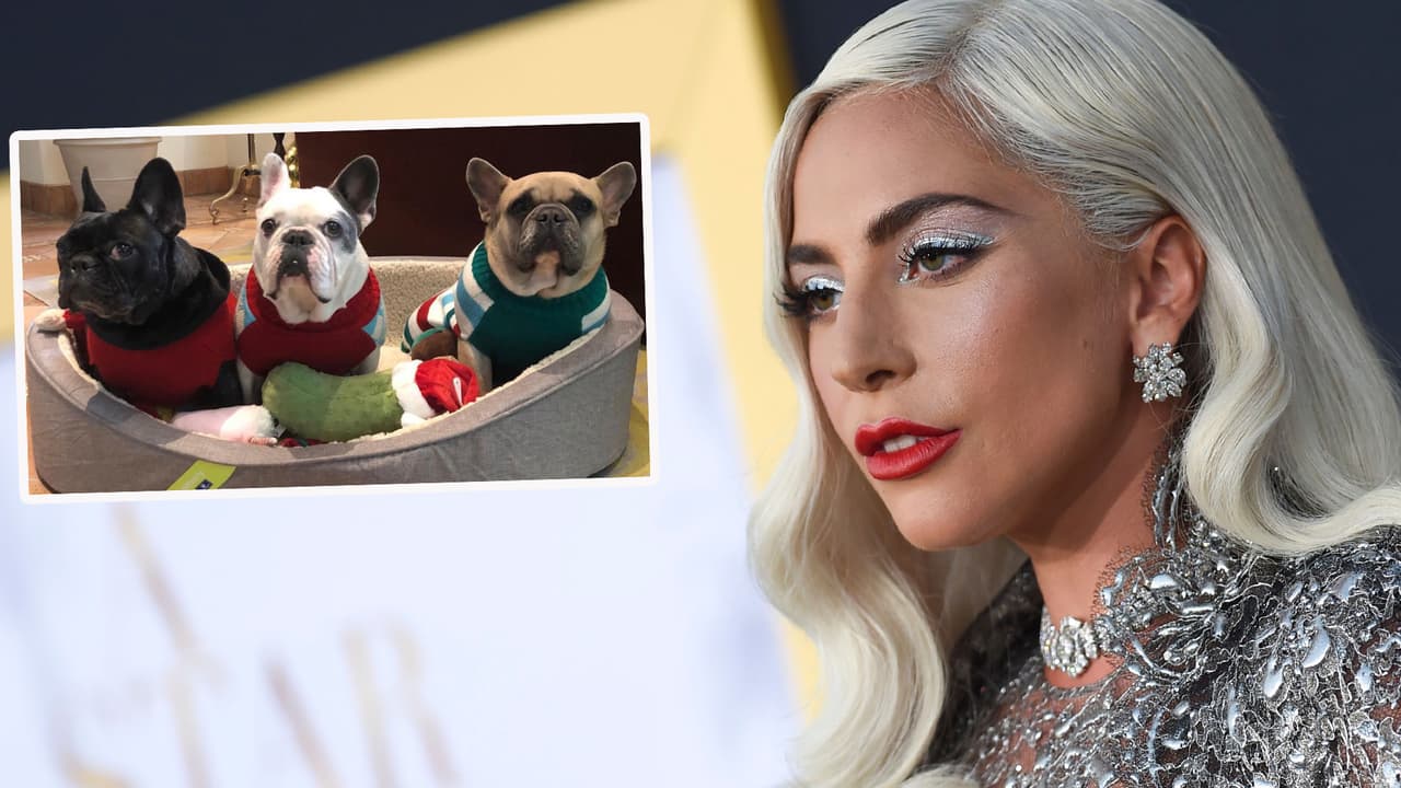Condenan a 21 años de cárcel al hombre que le robó los perros a Lady Gaga