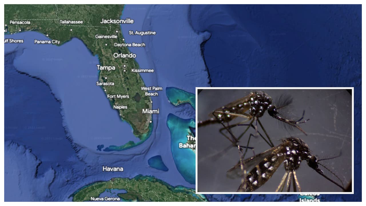 Casos de Dengue adquiridos en Florida: durante la semana 
<a href="https://www.univision.com/local/miami-wltv/el-departamento-de-salud-de-florida-reporta-un-caso-de-dengue-en-miami-dade-video" target="_blank">se reportó 1 caso, en Miami-Dade</a>. En total se han reportado 11 casos de este tipo en el estado, en lo que va del 2023.