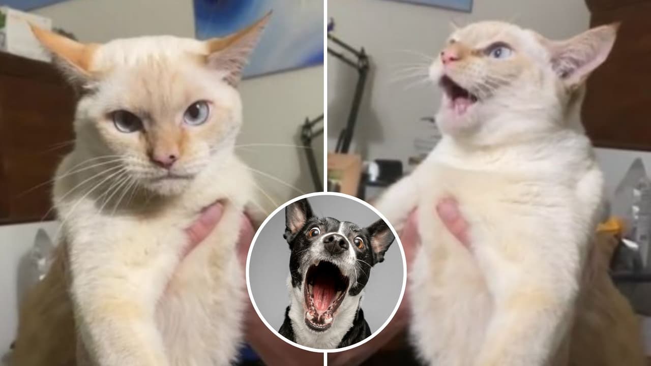 Gatita que ladra sorprende a TikTok: “No se crió con perros, pero creo que es bilingüe”