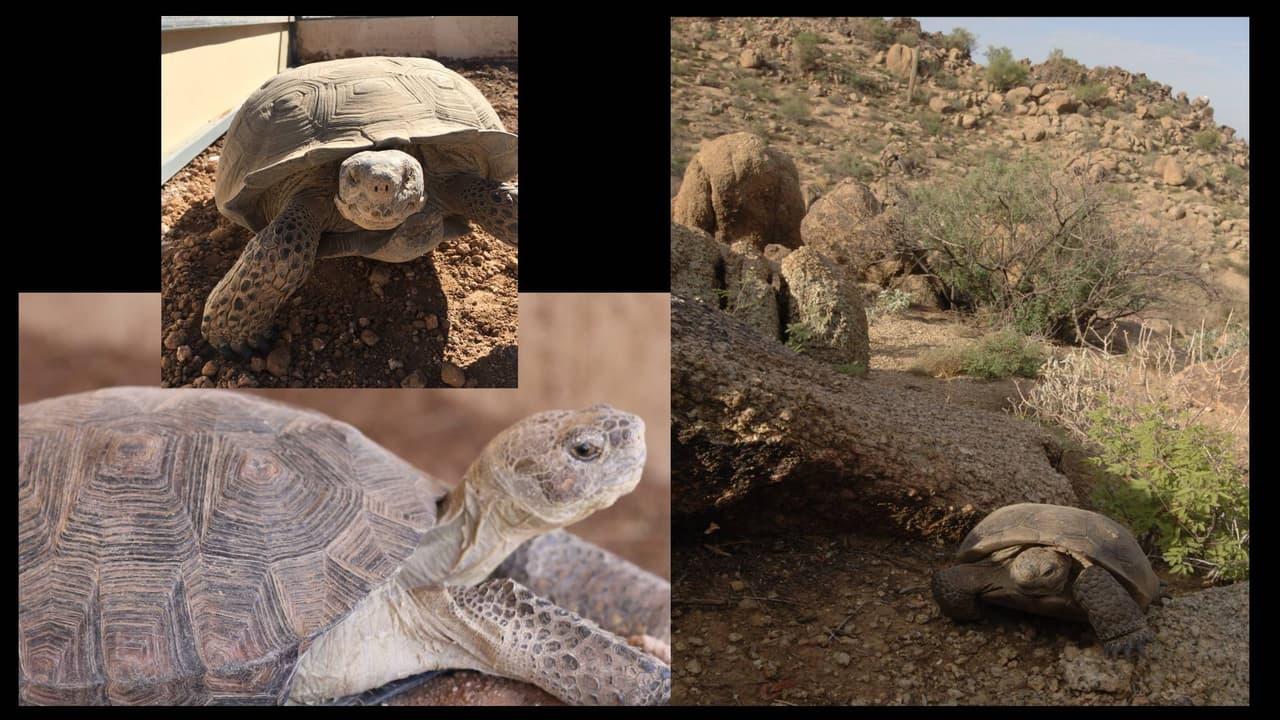 Más de 70 tortugas desérticas en Arizona buscan un hogar donde puedan vivir por casi 100 años