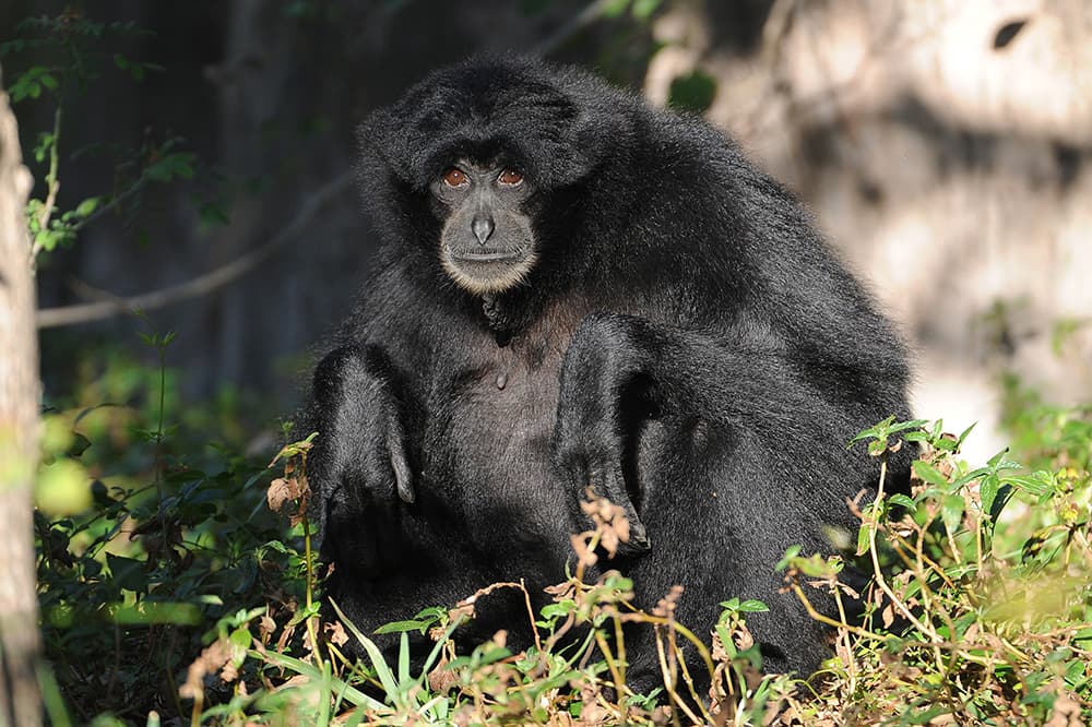 Los trabajadores del Zoológico de Miami notaron un poco alicaído a 'Sia'.
<br>