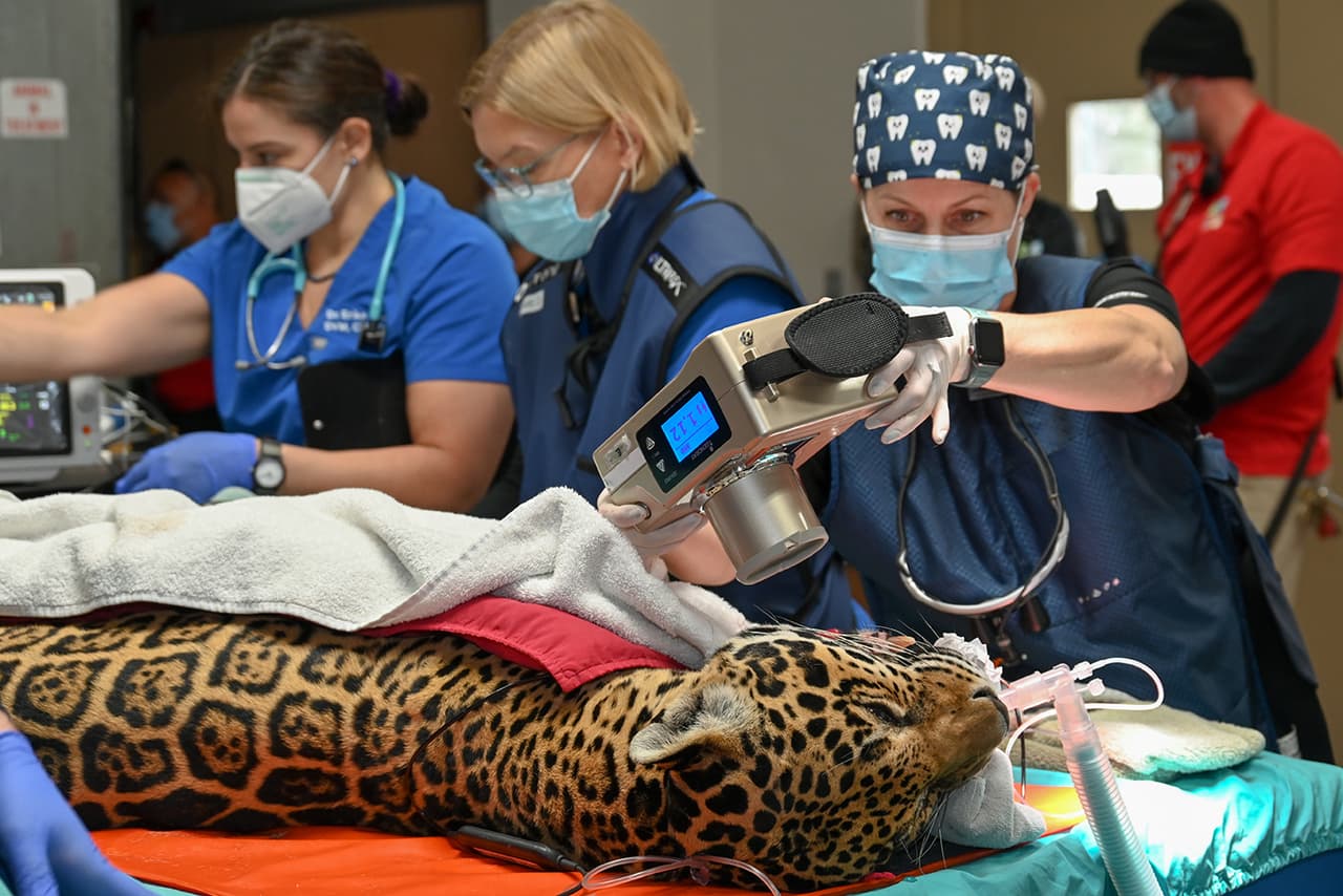 La dentista veterinaria Jamie Berning toma una radiografía dental de un jaguar.