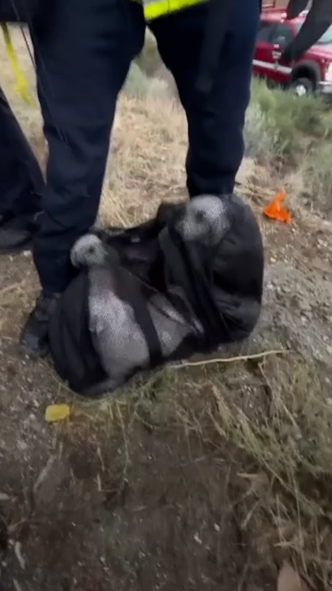Rescatan a dos mujeres y cuatro perros de crecida de un río en California; autoridades informan sobre su estado de salud