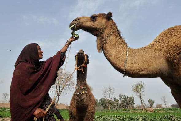El canon de belleza del camello reside en un cuello esbelto, una abundante pelambrera y unas anchas caderas.