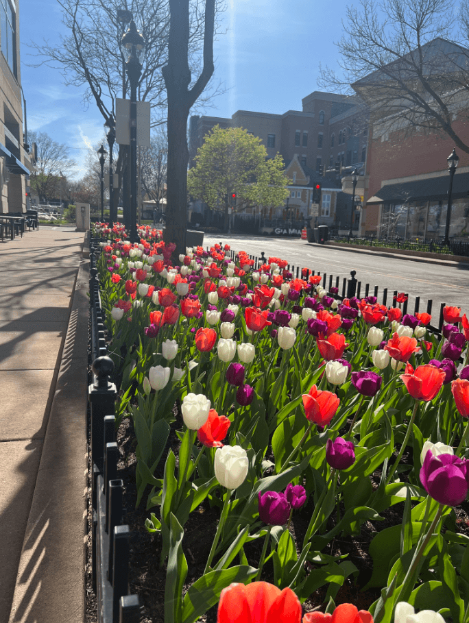 En el centro de Naperville, IL. ya los tulipanes florecieron, por lo que le están poniendo color a las calles.