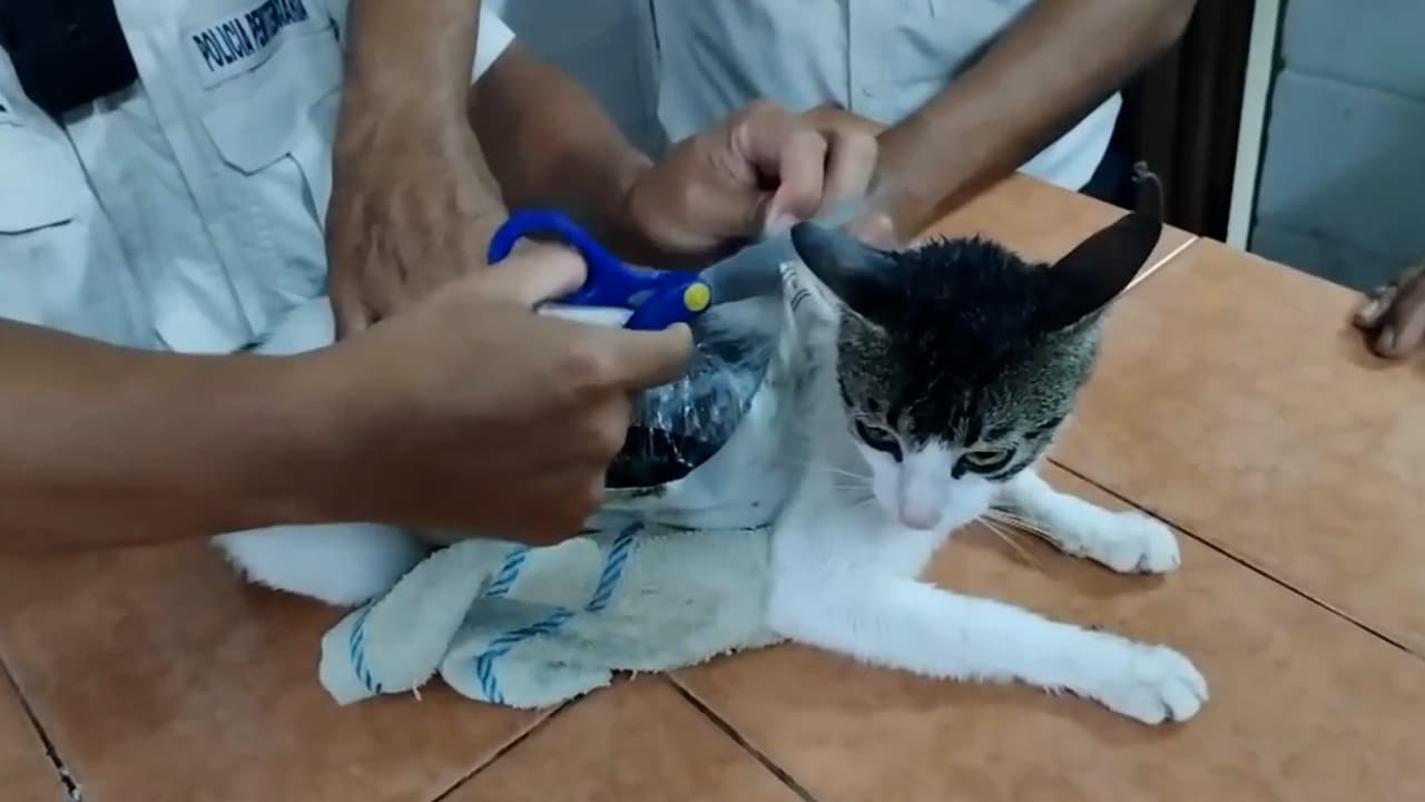 El insólito rescate de un gato que era usado como 'mula' en una cárcel de Costa Rica