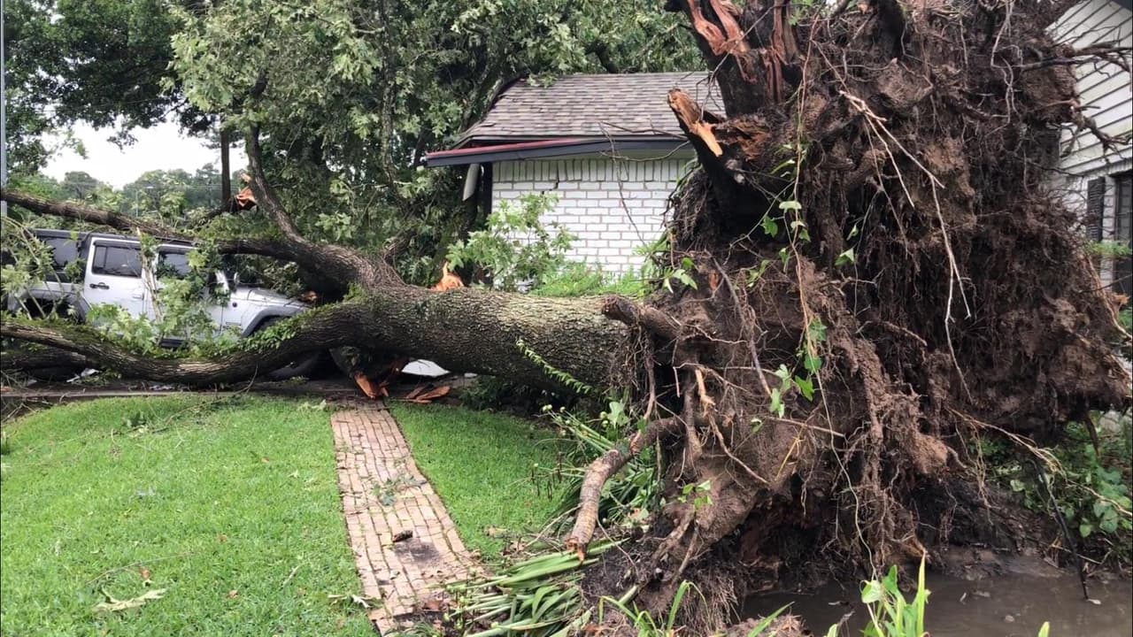 Una familia relató que un árbol cayó muy cerca de una recámara y del otro lado otro árbol también fue derribado.