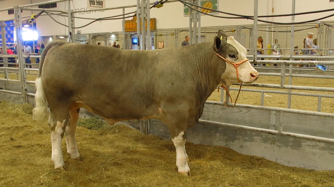 No se permitirán armas en el Rodeo de Houston