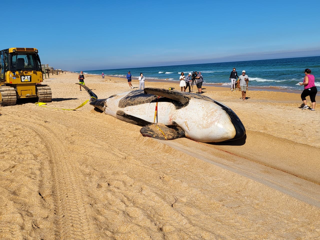 La ballena asesina de más de 7,000 libras de peso y 21 pies de largo fue localizada la mañana del 11 de enero al sur de Jungle Hut Park en Palm Coast, de acuerdo con informes iniciales del Alguacil del condado Flagler. La Administración Nacional Oceánica y Atmosférica señaló a través de un comunicado que la ballena era una hembra de edad adulta y que no tenía algún indicio de interacción con humanos o golpes, además se detectaron algunos "signos de enfermedades". Los detalles de la causa de la muerte de la ballena asesina que apareció en la costa de Florida serán dados a conocer una vez que se concluya la necropsia y los estudios de laboratorios correspondientes.