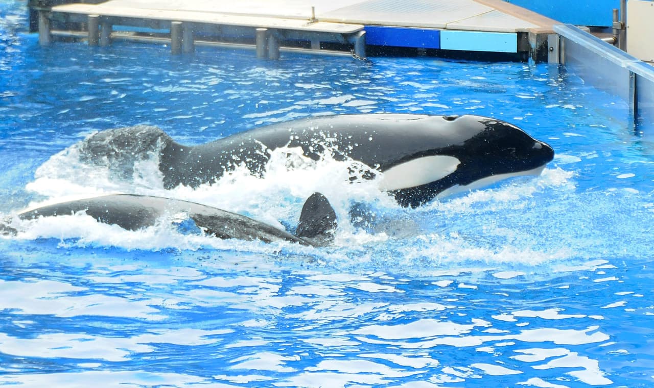 SeaWorld demanda a California por prohibición de criar orcas