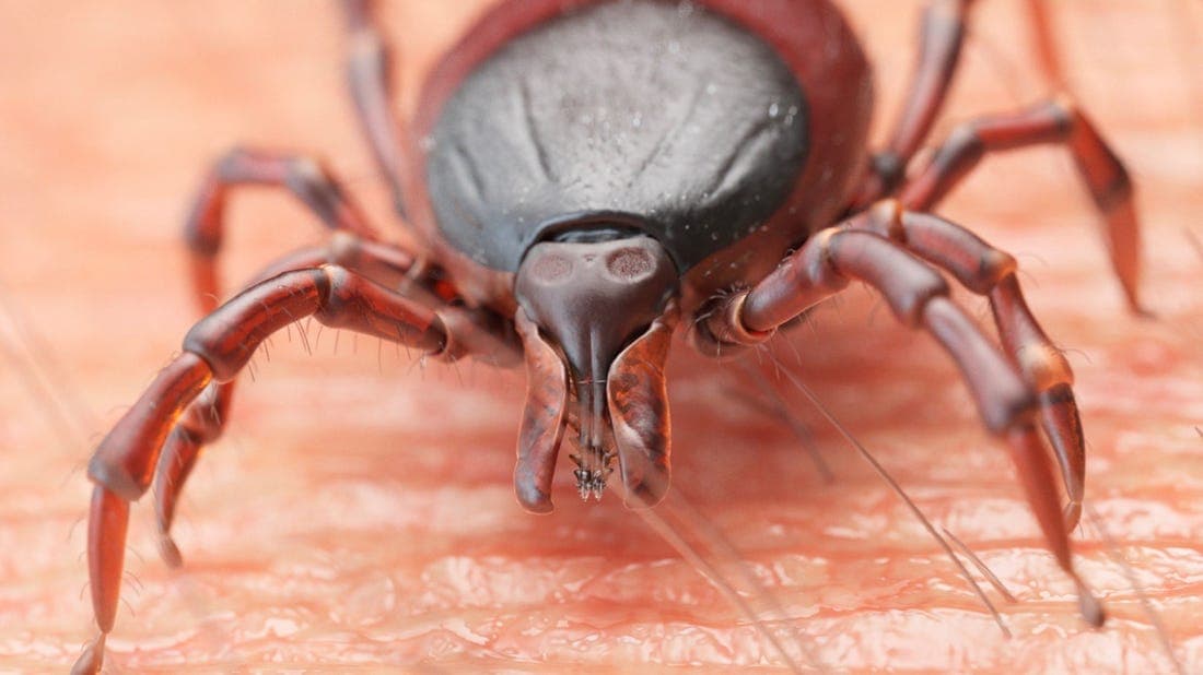 Cuídate de las garrapatas, el calor es su mejor aliado