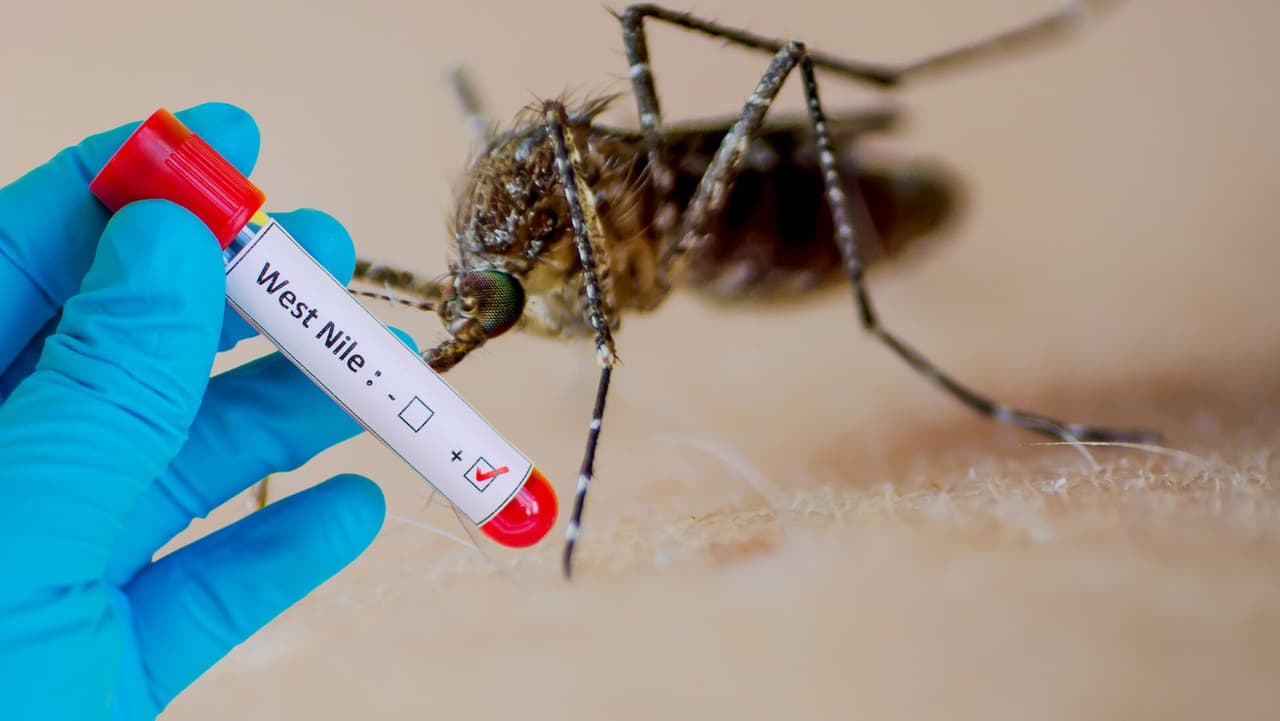 ¡Ten precaución! Autoridades confirman primer caso del virus del Nilo Occidental en Filadelfia