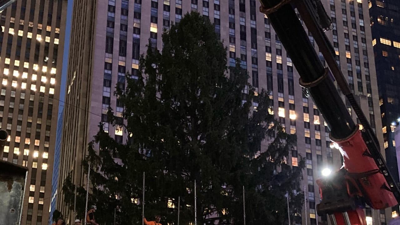 Llega a Nueva York el árbol de navidad que será iluminado en Rockefeller Center