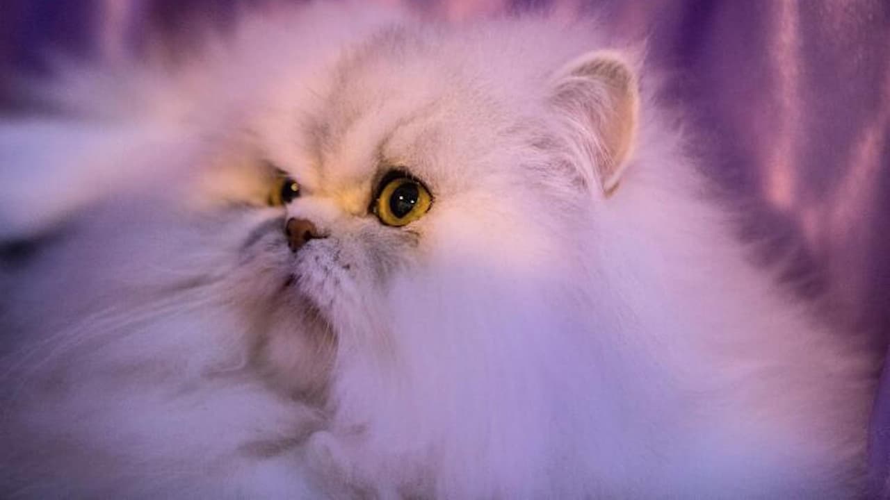 Protégelos del sol. Las mascotas se queman con el sol al igual que las personas, y si tu mascota tiene la piel o el pelaje claros, pueden ser particularmente susceptibles a una quemadura.