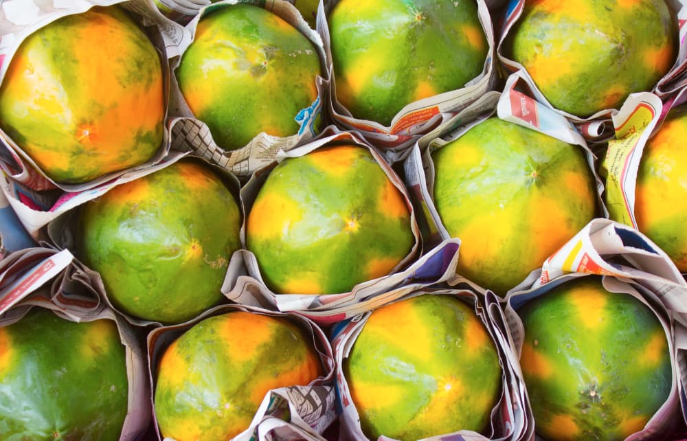 En sí, la papaya, tanto la fruta como un té hecho con sus hojas fortalecen nuestro sistema inmunitario. Las hojas de papaya contienen enzimas que te ayudarán a reducir la inflamación en el cuerpo, la fiebre, dolor y la gripe asociados inclusive con enfermedades tan graves como el dengue.