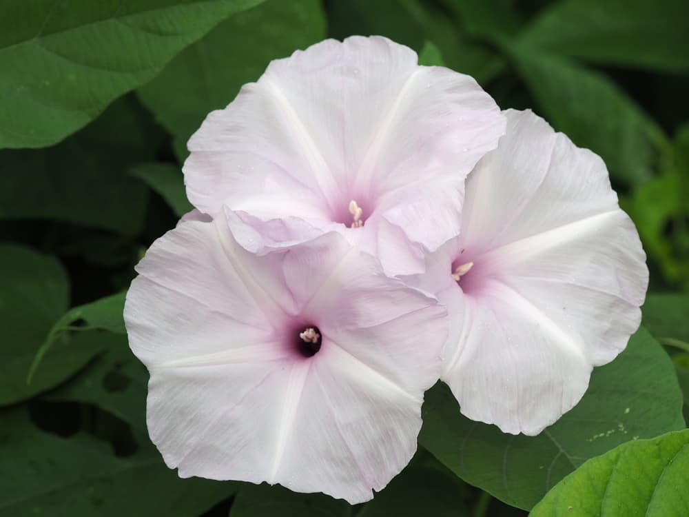 Es interesante que la escopolamina, uno de los principales componentes de la planta, se ha usado de forma farmacéutica en diversos medicamentos para tratar padecimientos como el asma, la ansiedad o hasta la enfermedad de Parkinson. No obsante, su uso y efectos secundarios son cuidadosamente estudiados y controlados, ya que no es recomendado.