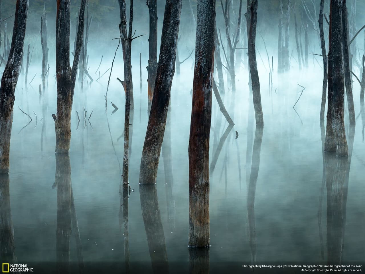<b>Frío y brumoso.</b> La niebla de la mañana cubre los árboles muertos del lago Kalsoy en Rumania, un embalse natural creado por deslizamientos de tierra. Fotografía de 
<a href="http://yourshot.nationalgeographic.com/profile/856974/?source=8gallery&_ga=2.64652015.156926413.1513158886-1511425769.1505986197" target="_blank">GHEORGHE POPA.</a>