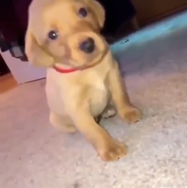 El galán cubano compartió un breve video donde aparece un cachorro sentado que se queda dormido y se balancea hasta caer. El clip iba acompañado del siguiente texto: "Yo: 'Amor... llámame cuando ya estés en casa, que no me puedo quedar dormido sin saber que llegaste bien'".