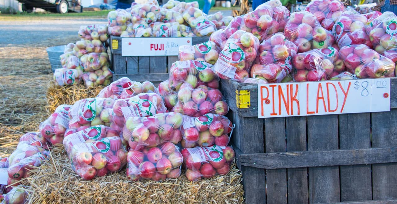 <b><a href="https://www.georgiaapplefestival.org/" target="_blank">Georgia Apple Festival (9-10, 16 y 17 de octubre)</a></b>: Si estás buscando un festival gastronómico orientado a la diversión familiar, entonces el Georgia Apple Festival en Ellijay no puede faltar en tu lista. Familias de todo el país acuden en masa a esta ciudad del norte de Georgia para disfrutar de dos emocionantes fines de semana de otoño. Los vendedores ofrecen comida, arte y artesanías, y todo lo relacionado con las manzanas. Disfruta de demostraciones de cocina artesanal y de manzanas, el desfile y la exhibición anual de autos clásicos.