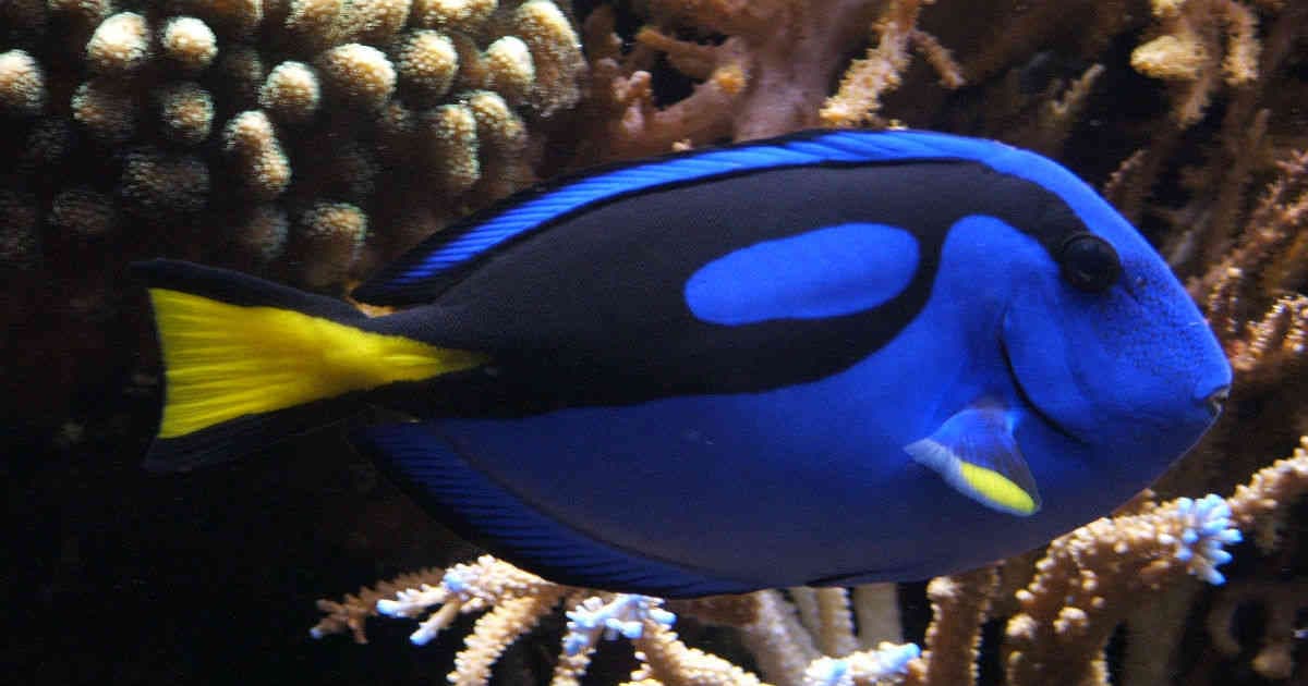 El pez cirujano es una especie que destaca por su color azul brillante y también se identifica con el personaje de 'Dory' en la película 'Finding Nemo'.