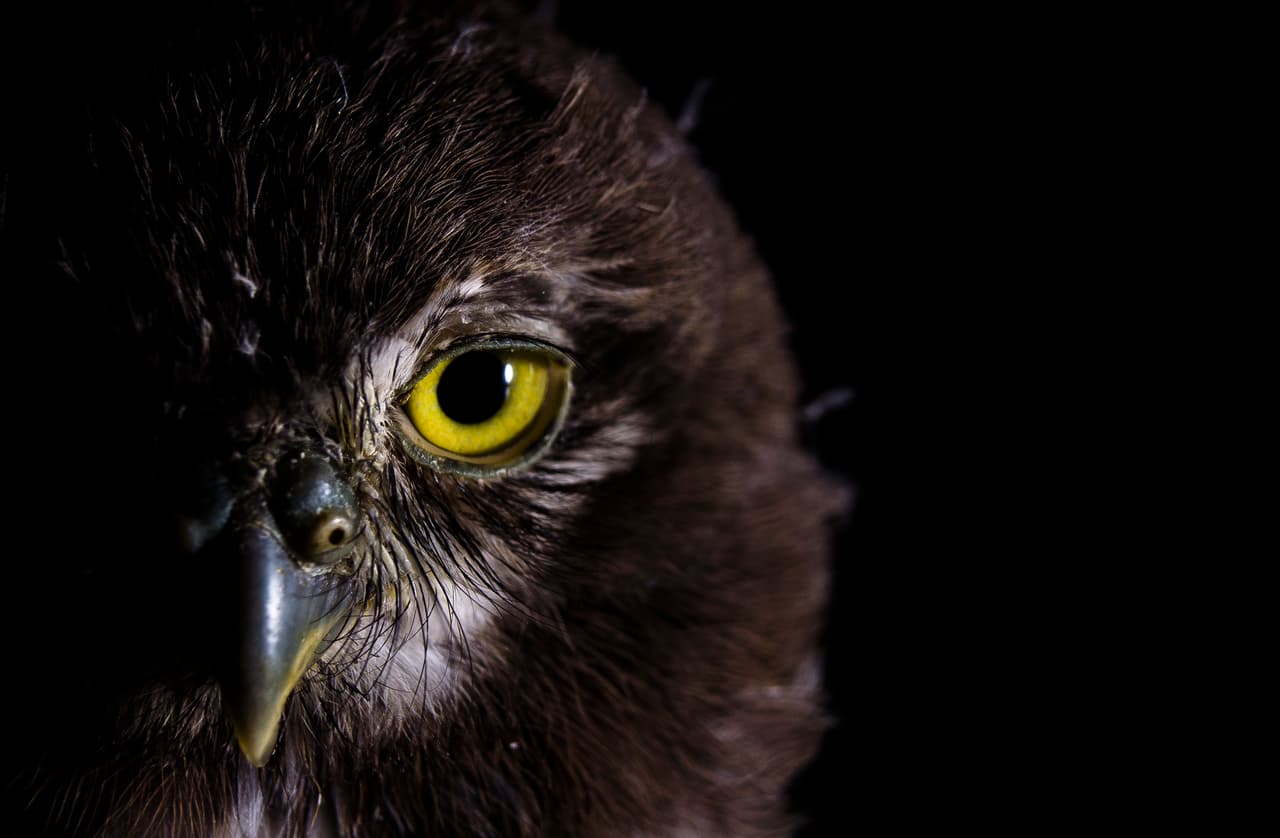La mirada de un ave tapacaminos a través de la lente del Mexicano Jorge Figueroa de 24 años de edad.