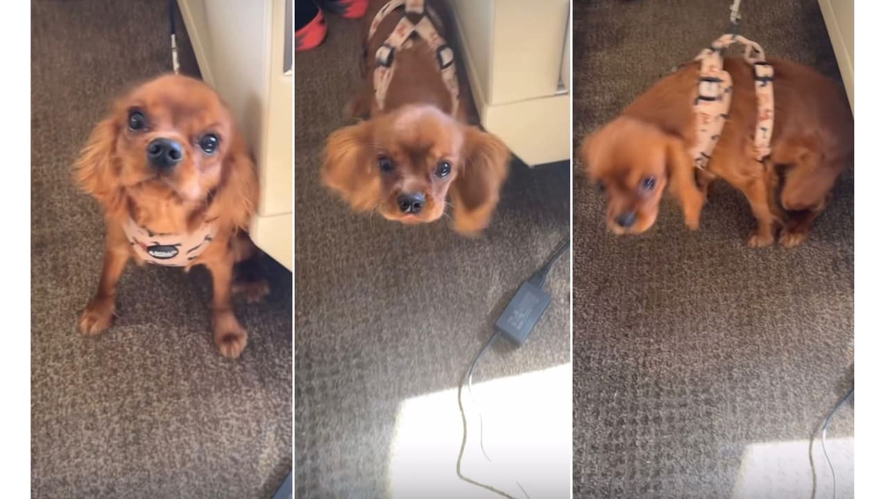 Así de grande luce Chichí, el perrhijo de Christian Nodal y Ángela Aguilar.