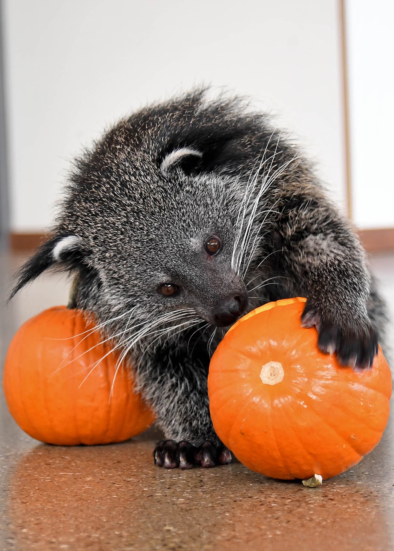 Sandy, un binturong de casi 1 año de edad y miembro del programa de embajadores de animales del zoológico de Brookfield, recibió varias calabazas pequeñas. Algunos estaban llenos de uvas, manzanas y plátanos.