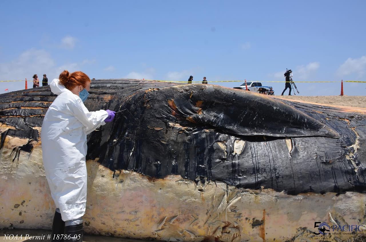 El parque estatal está trabajando para remover los retos del animal en los próximos días. Esto llevará tiempo ya que se requiere una gran cantidad de equipo pesado para su transporte.