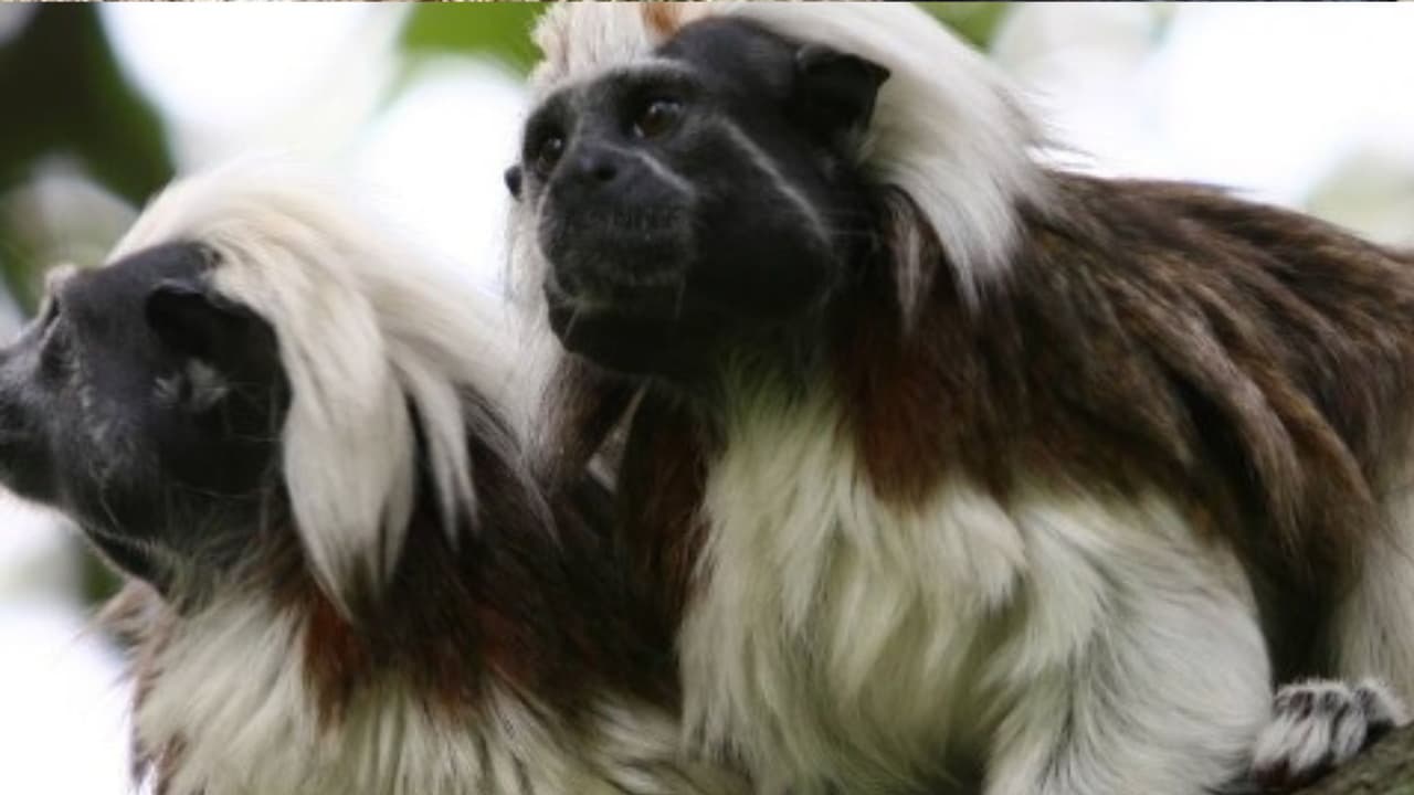 Disney World celebra el nacimiento de dos monos gemelos en Animal Kingdom