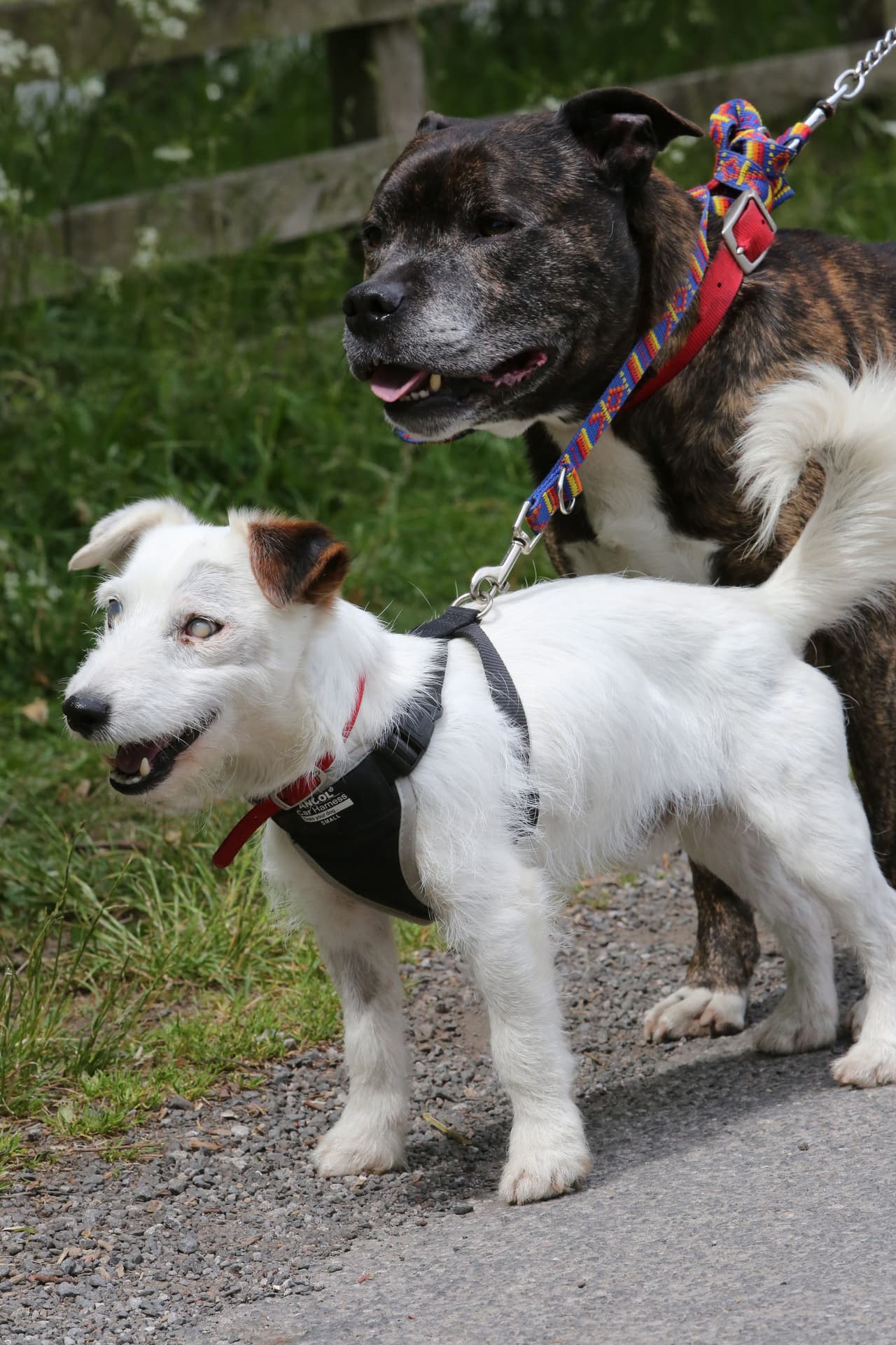 Por eso es imposible separarlos, ¡además de que han estado juntos mucho tiempo!