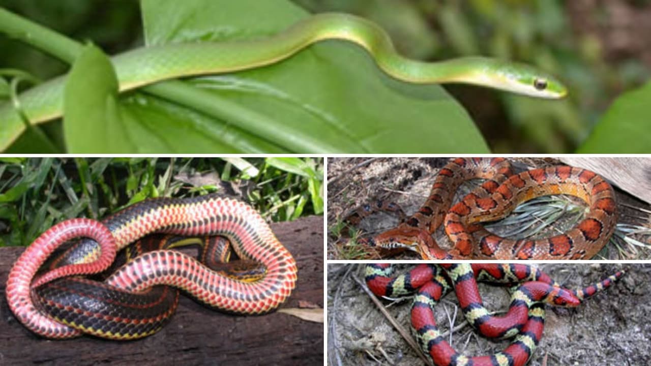 Puede consultar una lista completa de las serpientes no venenosas en 
<a href="https://srel.uga.edu/"><b>Savannah River Ecology Laboratory.</b></a>