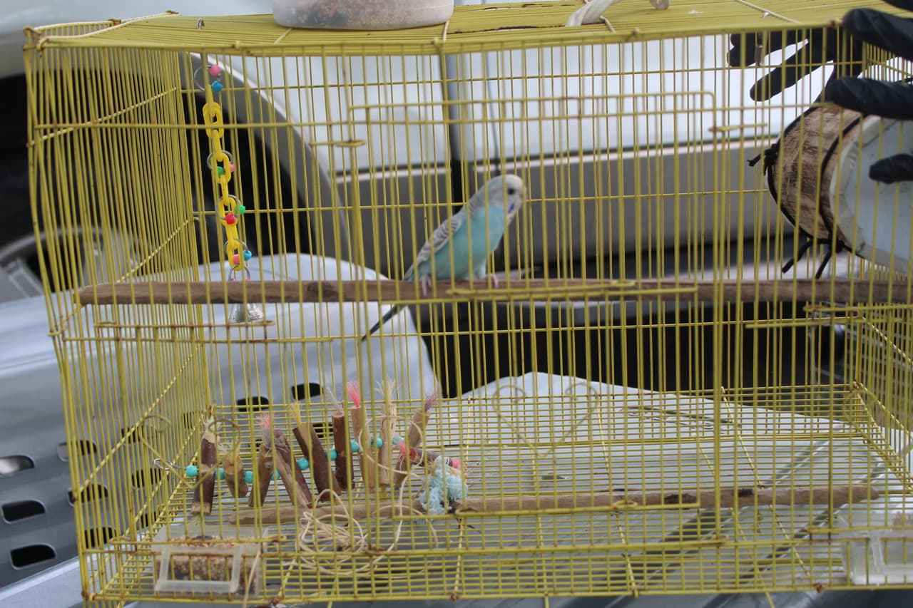 Los funcionarios
<b> encontraron 70 perros pequeños y demacrados viviendo en condiciones deplorables e insalubres.</b> El interior de la vivienda estaba fuertemente contaminado con heces y orina, y lleno de escombros en toda la propiedad. 
<br>