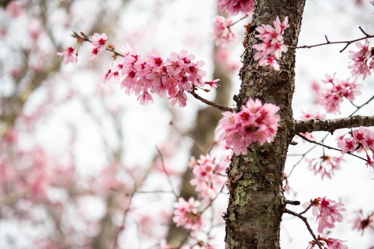 <b>The North Carolina Arboretum (Asheville)</b>
<br>
<b>Sitio web</b>:
<a href="https://www.ncarboretum.org/">https://www.ncarboretum.org/</a>
<br>
<b><a href="https://maps.app.goo.gl/nmVykFATXG48u1Gg7">Cómo llegar</a> </b>
<br>
<br>Ubicado en las Montañas Apalaches, justo al sur de Asheville, el Arboretum de Carolina del Norte ofrece acres de jardines cultivados y senderos cuidados que presentan algunas de las plantas más bellas y botánicamente diversas de la región.