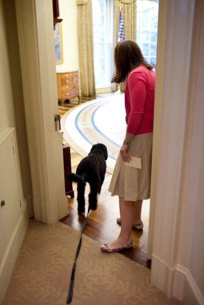 Bo visita la oficina de Obama: el Despacho Oval de la Casa Blanca.