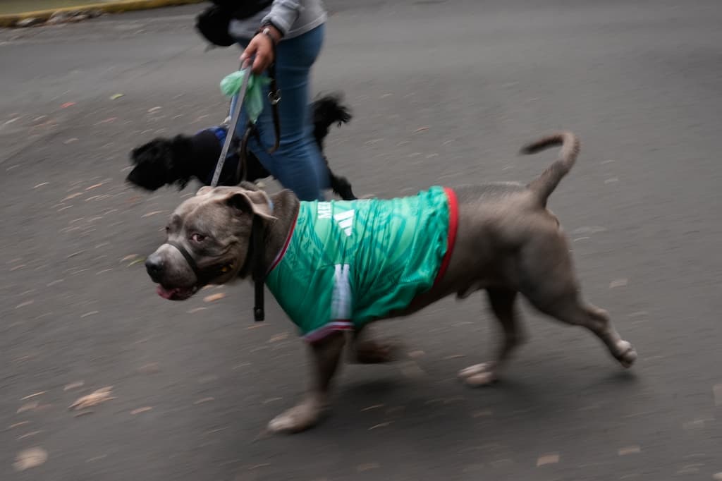 Un perro que lleva puesta la camiseta de un equipo de fútbol mexicano camina junto a su cuidador.