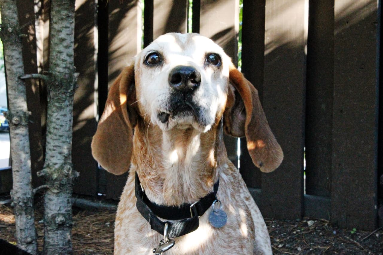 ¡Una mirada de Brody con sus brillantes ojos color chocolate y tu corazón se derretirá! Este hound de 9 años es un alma sensible y necesitará algo de tiempo para aclimatarse a un nuevo hogar y propietarios, pero una vez que se adapte, será un gran compañero. 
<a href="http://www.pawschicago.org/pet-available-for-adoption/showdog/brody-2/ " target="_blank">Adóptalo aquí</a>.