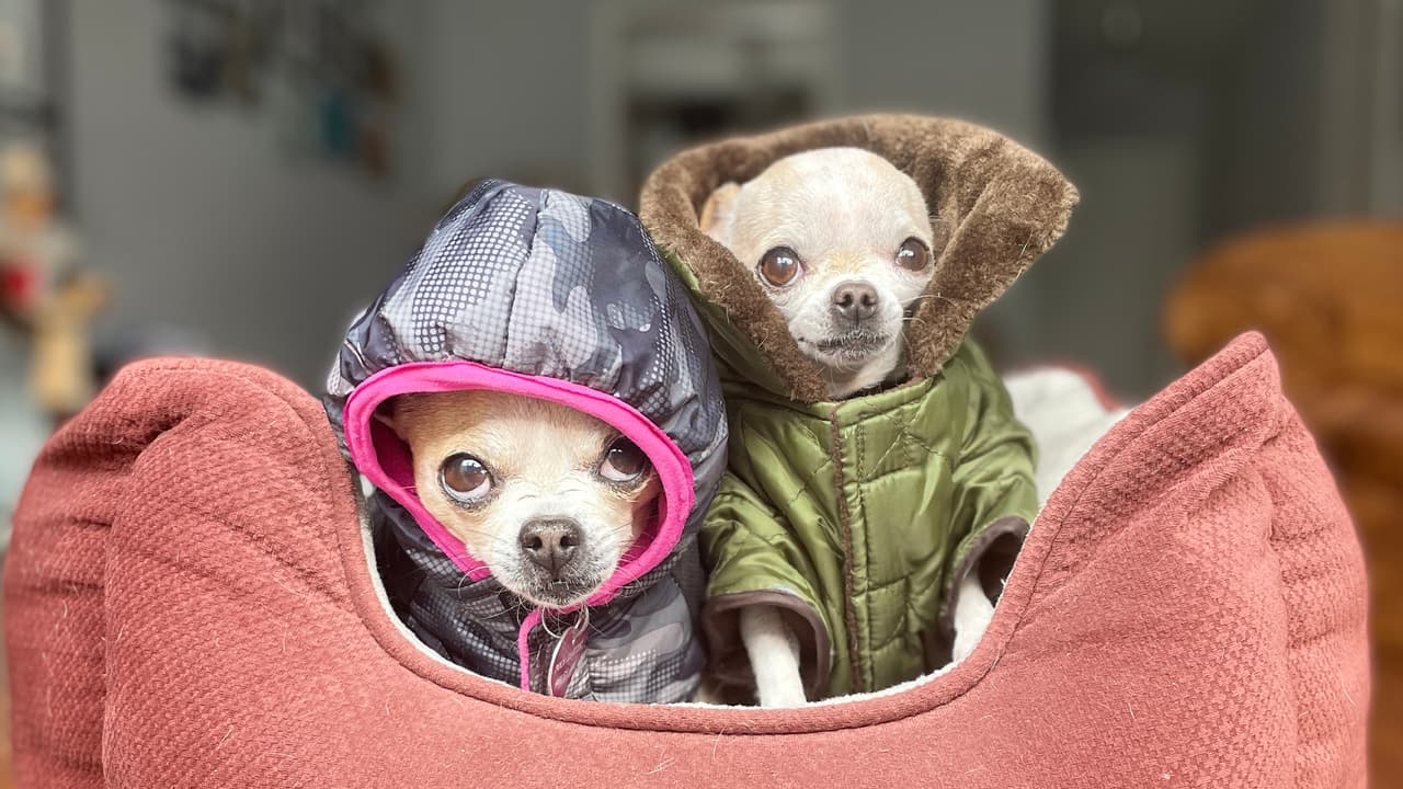 Lo malo de las tradicionales placas metálicas en el collar de las mascotas que llevan tu número de teléfono es que se pueden caer y ya no habría manera de saber quién es el dueño.