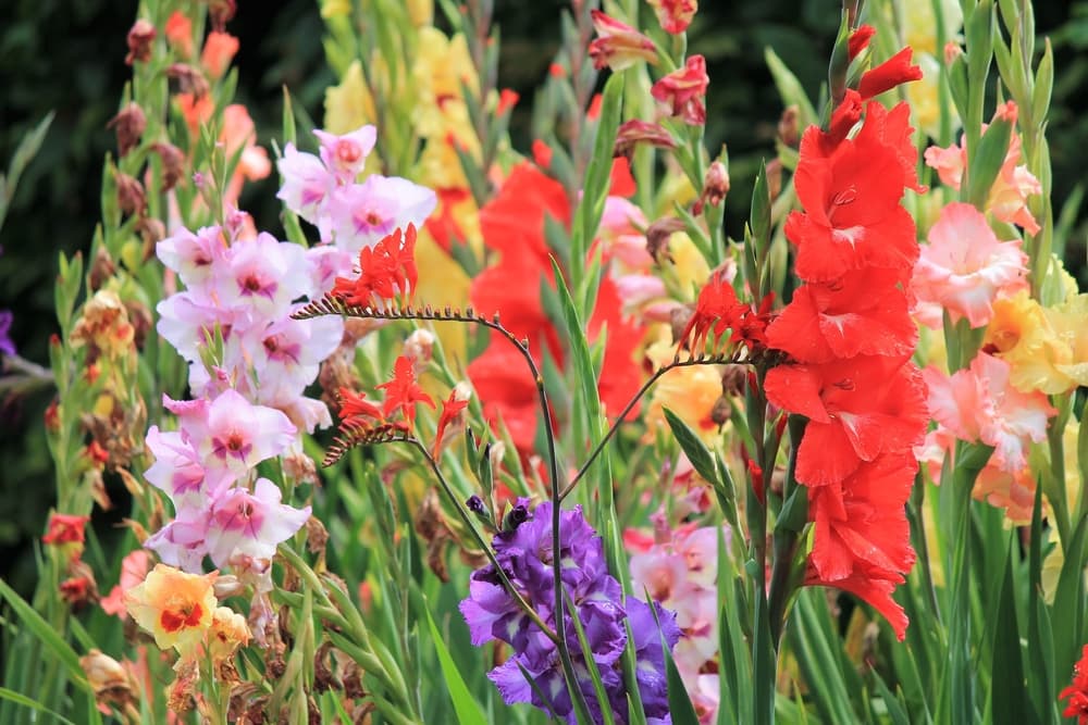 Sagitario
<br>Diente de león, claveles, gladiolas
<br>Cuando hablamos de Sagitario pensamos, entre otras flores, en los claveles los cuales están asociados a una gran cantidad de simbolismos y expresan apropiadamente la naturaleza apasionada de tu signo de fuego, tu inquietud intelectual y deseos de aventura. Se conocen por su larga vida, personifican tu fuerza y resistencia. Asimismo las orquídeas, las gladiolas y los narcisos, en colores verde claro, rosas y amarillos son otras flores afines con tu signo sagitariano. Otra flor que también armoniza con tu signo es el diente de leónque cuando pasan de su color amarillo vibrante a su color blanco o gris semilla, pueden ser soplados, enviando las semillas en el aire como una lluvia de helicópteros diminutos. La vista de esas semillas, que fluyen a través del aire, es un espectáculo hermoso que se convierte en un juego inocente, de sana alegría, para una pareja de enamorados que están paseando por un prado.