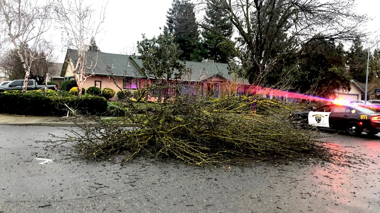 Durante la noche en la ciudad de Merced se reportaron
<b><a href="https://www.univision.com/local/fresno-kftv/200-arboles-quedan-suelo-debido-fuertes-rafagas-viento-en-merced">al menos 200 árboles en el suelo,</a></b> a causa de la fuerza del viento.