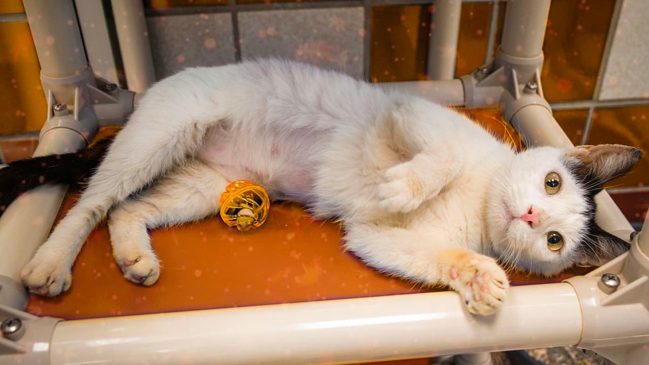 Al mismo tiempo 
<a href="https://www.univision.com/local/houston-kxln/estos-perritos-buscan-una-familia-que-los-adopte-y-los-encuentras-en-houston-fotos">Houston Humane Society</a> brinda la más alta calidad de vida con asistencia veterinaria.