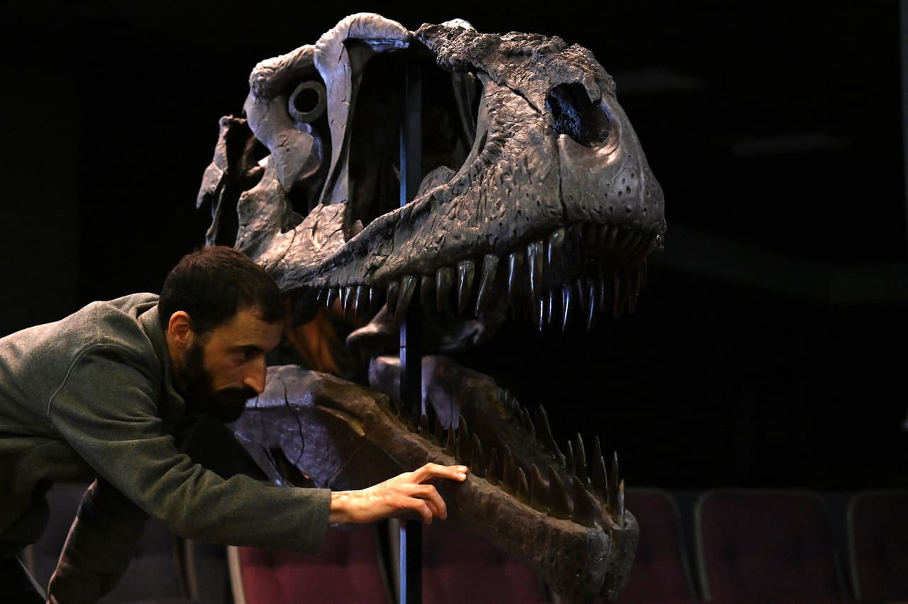 El esqueleto más completo conocido de un 
<b>carcarodontosaurio sudamericano (al que pertenece el Meraxes gigas) </b>fue hallado en la Patagonia argentina. Se estima que murió con 45 años, medía 36 pies de largo (11 metros) y pesaba 4.2 toneladas.
<br>