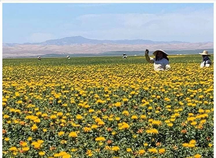 Campesinos trabajan en la limpieza del cártamo en Corcoran