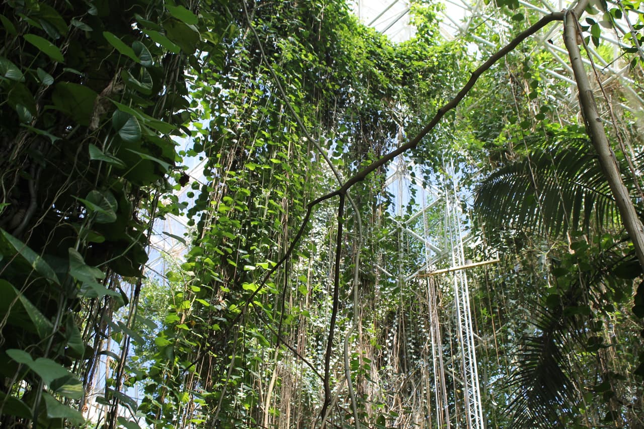 El bosque creado dentro de la biosfera