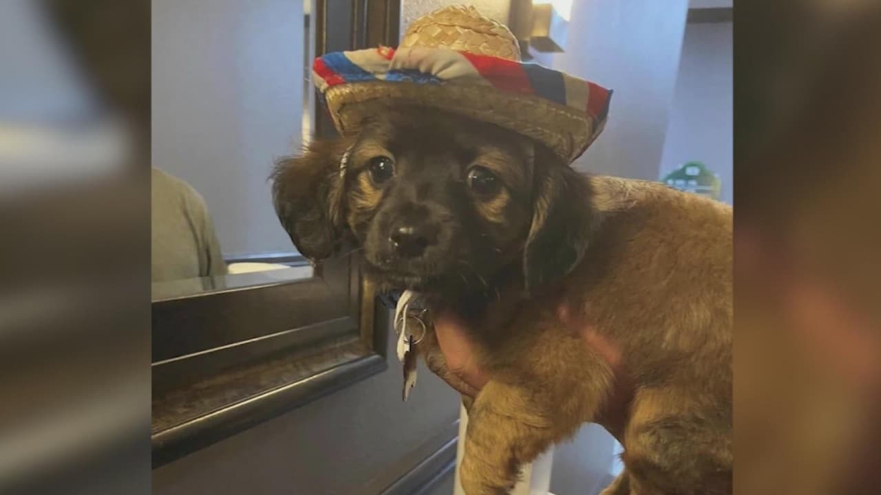 El psicólogo Domingo Gatica habla de los posibles trastornos mentales y de conducta que puede tener alguien que maltrata a un animal. Además, hay consecuencias legales para quien incurre en este delito.