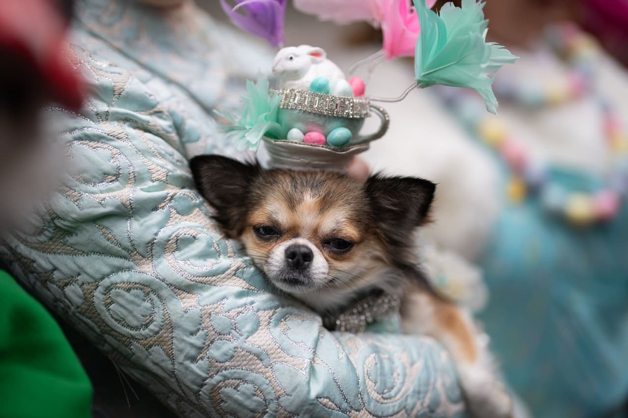 Una perrita chihuahua llamada Bianca luce un sombrero durante el Desfile de Sombreros de Pascua en la Quinta Avenida.