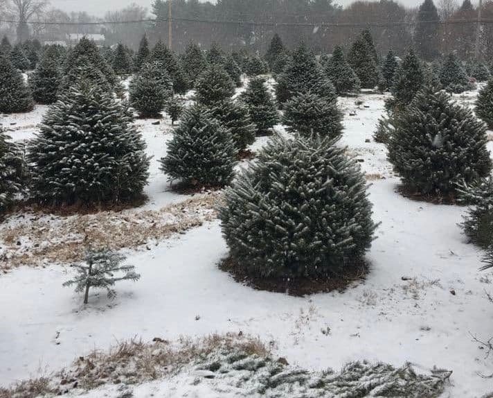 <b><a href="https://colavitachristmastreefarm.com/" target="_blank">Colavita Christmas Tree Farm</a></b>
<a href="https://colavitachristmastreefarm.com/" target="_blank">: </a>Casi una docena de variedades de árboles llenan esta granja de Yardley. Pase cualquier día de la semana para cortar o elegir su propio árbol. La granja también hace coronas frescas. Después de recoger su árbol, diríjase al Big Red Barn, donde encontrará una tienda navideña llena de adornos, velas y más. 📍 
<a href="https://goo.gl/maps/1PAteGM3H6CgpUAu5">1761 Dolington Rd., Morrisville</a>