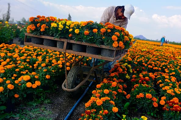 En la cultura mexicana existe una leyenda de dos enamorados que dieron origen a la flor de cempasúchil a través de su deseo de estar juntos luego de la muerte de uno de ellos. 
<br>